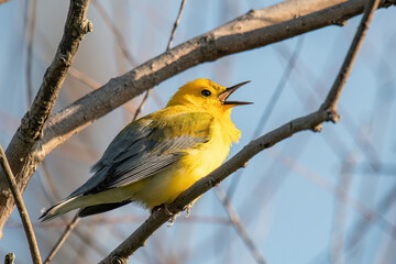 Prothonotary Warbler