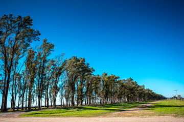 Fazenda de trigo paisagem rural