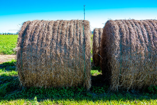 Rolos de Feno em fazenda