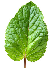 Realistic green mint leaf - obrazy, fototapety, plakaty