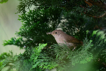 House Wren