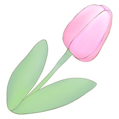 pastel tulips