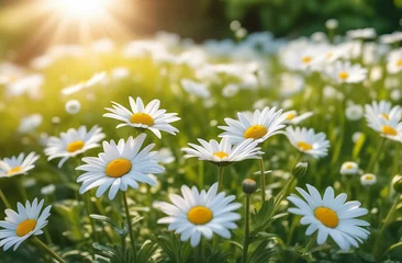 Photo sur Plexiglas Prairie, marais Meadow field Summer or spring beautiful garden with daisy flowers