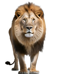 Fototapeta premium Illustration of lion