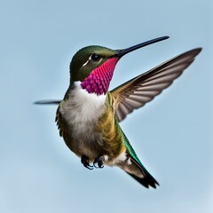 Fototapeta premium hummingbird flying closeup 