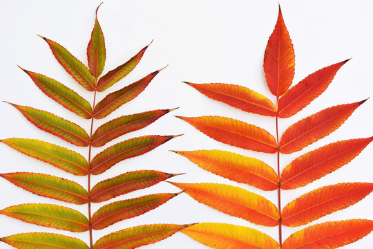 Colorful autumn leaves of staghorn sumac (Rhus typhina, syn. Rhus hirta), white background