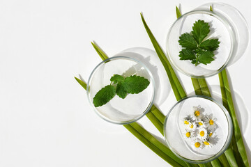 Petri dishes with fresh herbs on green leaves, white background, copy space. Phytotherapy, herbal...