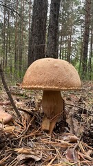 
white mushroom in the forest