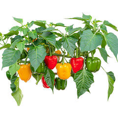Green bell pepper hanging on the tree in the organic garden on transparent background