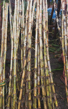 Sugar cane cut, kusar local name at natural background