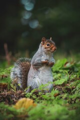 squirrel in the park