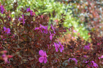 flowers in the garden