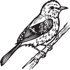 Bird coloring pages. Bird outline vector for coloring book
