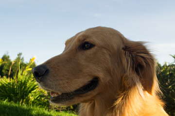 Golden retriever happy dog