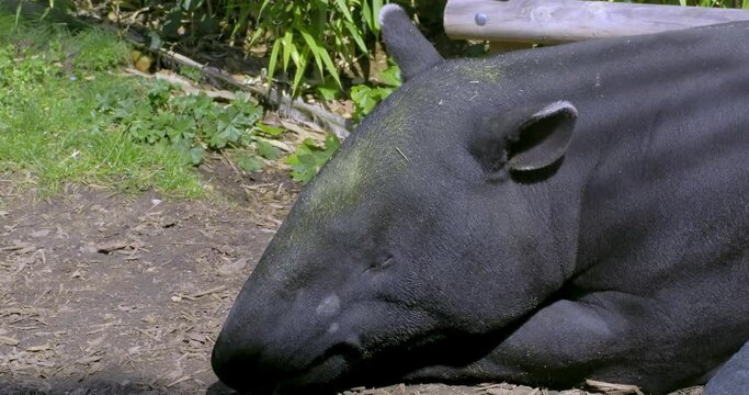 Closeup on the head of a malayan tapir (Tapirus indicus) that is chewing and yawning, Lyon zoo, France