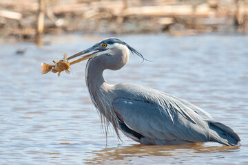 Great Blue Heron