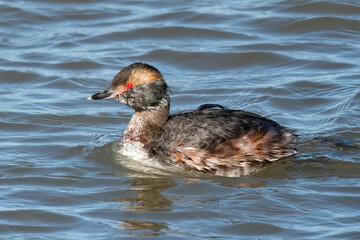 Horned Grebe