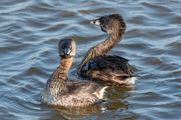 Pied Billed Grebe