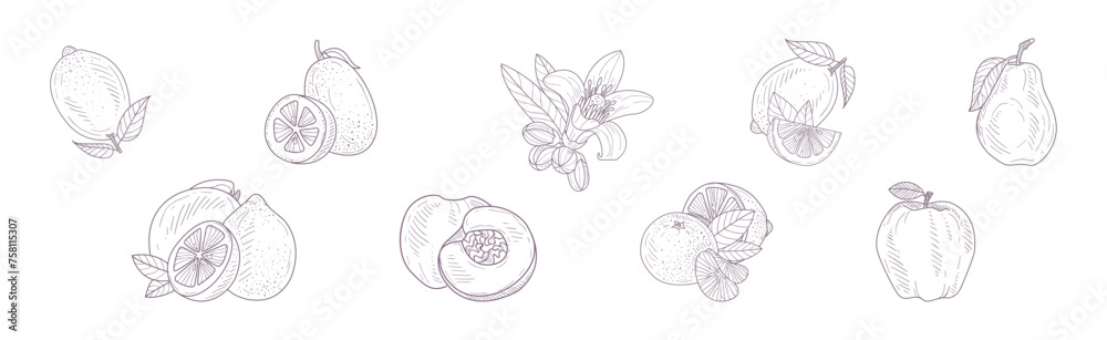 Sticker linear ripe fruit as garden crop vector set