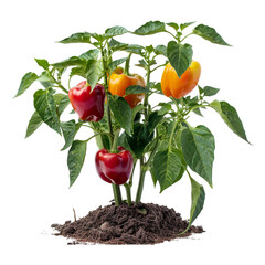 Big ripe sweet bell peppers vegetables, paprika plant on transparent background