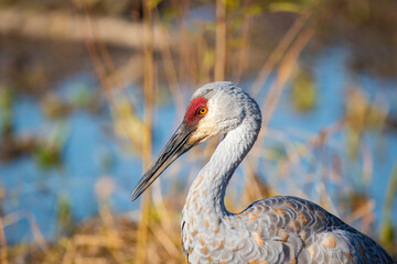 Sandhill Crane