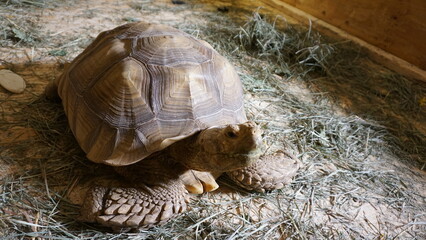 Obraz premium Mature Male Sulcata or Spur Thighed Tortoise Sitting in Grass
