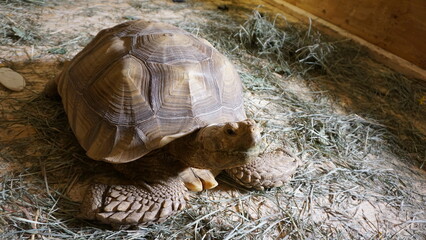 Obraz premium Mature Male Sulcata or Spur Thighed Tortoise Sitting in Grass