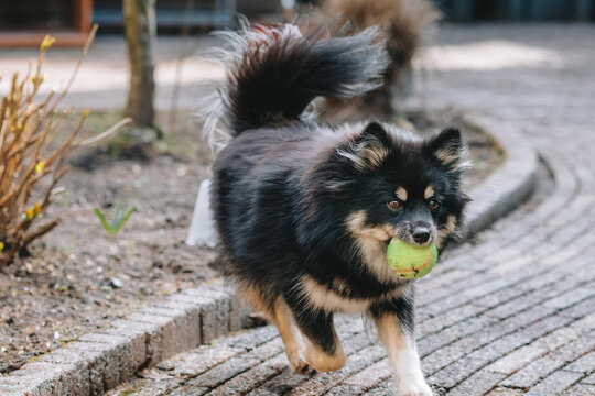 Pomsky playing with ball.