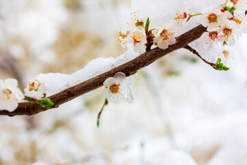 a branch of a flowering fruit tree in the snow close-up
