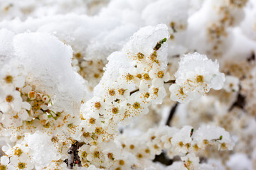 branches of flowering trees in the snow close-up