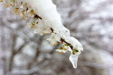 snow and an icicle on a branch of a flowering fruit tree close-up