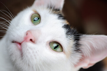 Cute Cat with Green Eyes Close-Up
