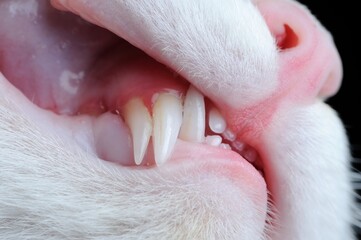 Cat with Two Fangs on One Side