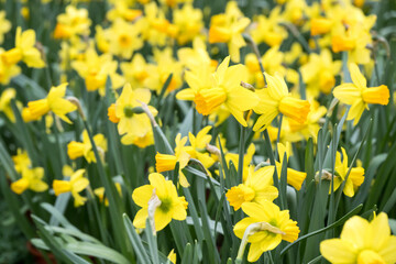 Fototapeta premium Beautiful blooming daffodil flowers.