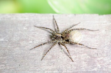 Wolf Spider with Cocoon on Wooden Plank