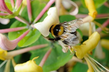 Bee Pollinating Honeysuckle Flower