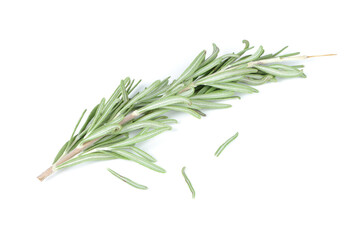 Fresh Rosemary Herb Isolated on White Background