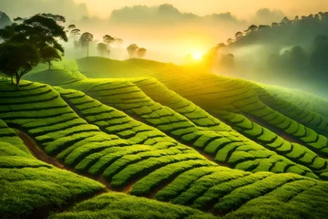 Crédence de cuisine en verre imprimé Matin avec brouillard Green tea plantation at sunrise time, natural background, curved green tea plantation with fog at sunrise
