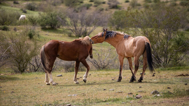 Wild horses biting while fighting in the Salt River wild horse management area near Phoenix Arizona United States