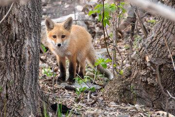 red fox in the forest