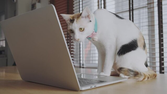 A white cat is talking with a feline friend in a group video conference. A cat is meeting online via video call using a laptop.	
