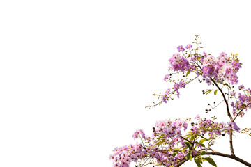 Obraz na płótnie Canvas pink flower branch isolated on white background