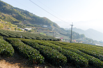 Tea field over the mountain in Alishan of Shizhuo in Taiwan - 758122766