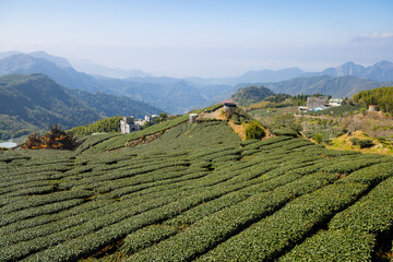Tea farm on the valley of mountain - 758122979