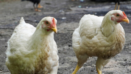 two large white feathered chickens walking around looking for food