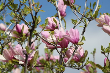 Four young tulip trees were all in bloom along a sidewalk in a neighbor hood of industry, businesses and churches. 