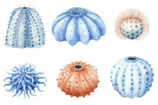 Stock sea Beautiful set watercolor urchin illustration