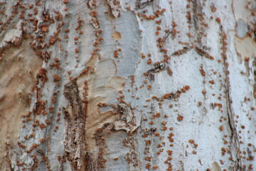A texture from a tree bark that self peels. The pattern is lighter and more diverse the higher up the branches it goes. 