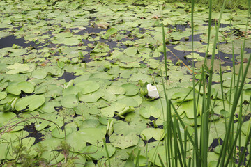 a scenic object taken in the afternoon