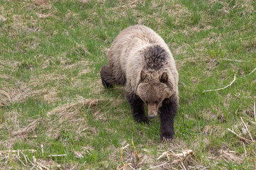 Grizzly Bear in Yellowstone National Park Wyoming
